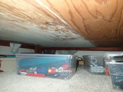 types of mold pictures