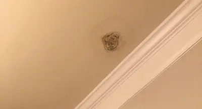 Black mold growing on the ceiling