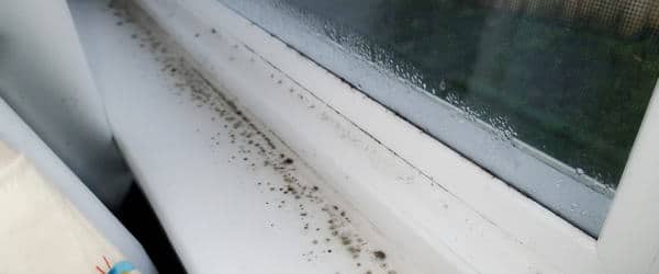 Condensation and mold growth on window