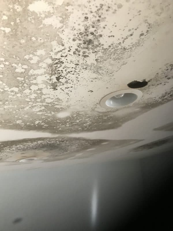 Ceiling Mold Growth | Learn the Cause and How to Prevent it - Environix