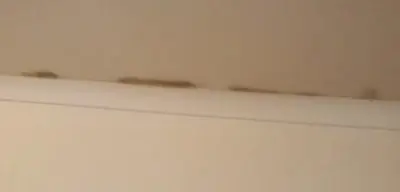 Mold growth on the edge of the ceiling.