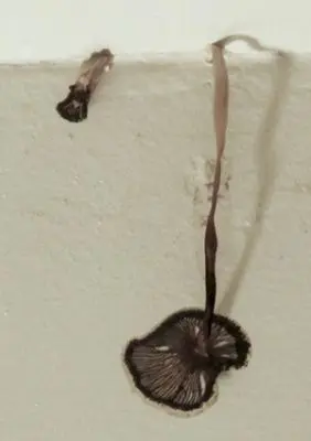 Mushroom growing on ceiling.