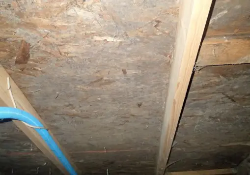 Mold growth on attic sheathing