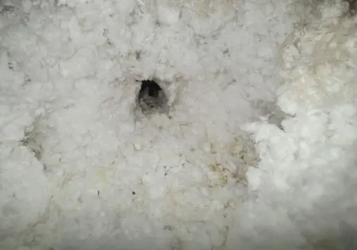 Signs of rodent infestation