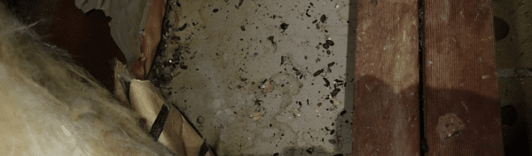 rodent urine and droppings in attic undisturbed