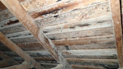 Mold in Seattle attic