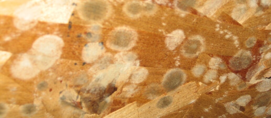 white mold on attic OSB